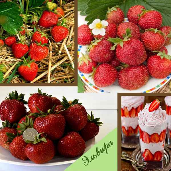 Особенности выращивания сорта клубники Эльвира