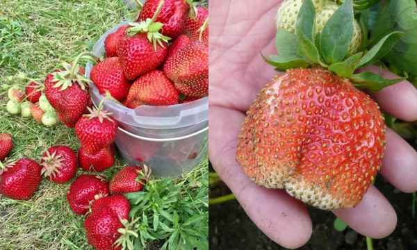 Особенности выращивания и ухода за клубникой сорта Гигантелла