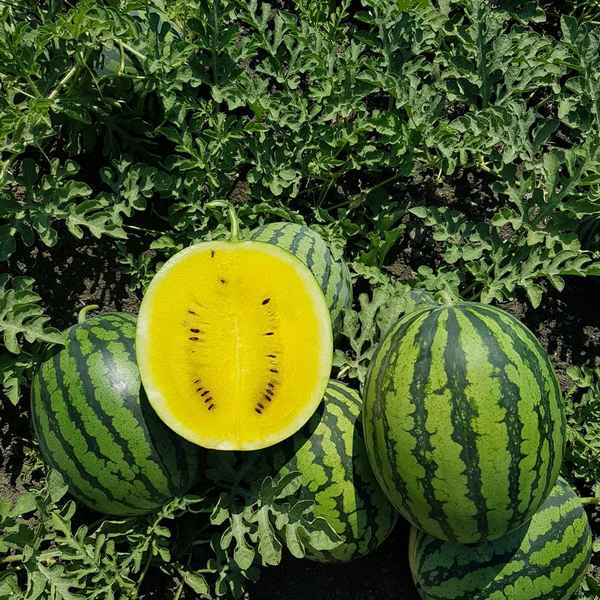 Жёлтый арбуз: лучшие сорта, описание и особенности