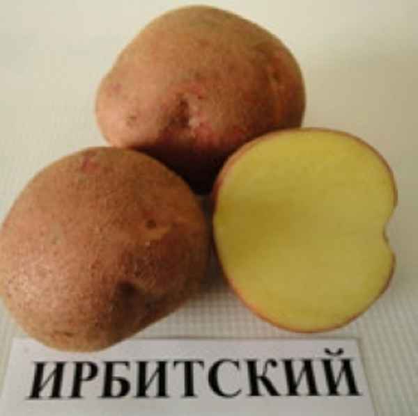 Сорт картофеля Ирбитский: хаpaктеристика и особенности выращивания сорта
