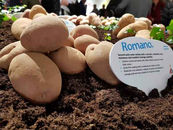 Картофель Романо: хаpaктеристика сорта и особенности выращивания