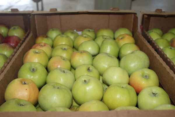 Сорта яблок, которые можно хранить до мая