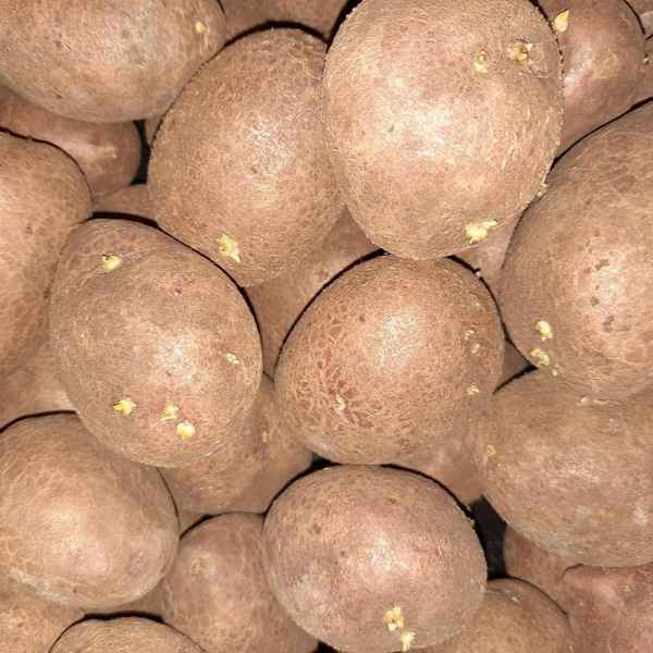 Картофель сорта Лапоть: хаpaктеристика сорта и методы выращивания