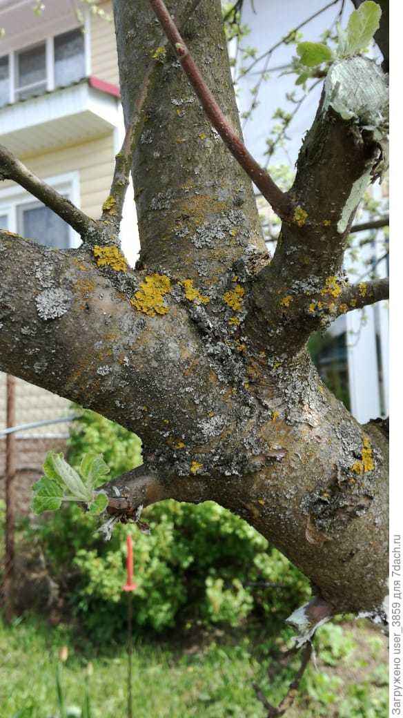 Наросты на яблоне: опасны или нет?