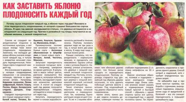 Яблони плодоносят через год: в чем причина и как это изменить