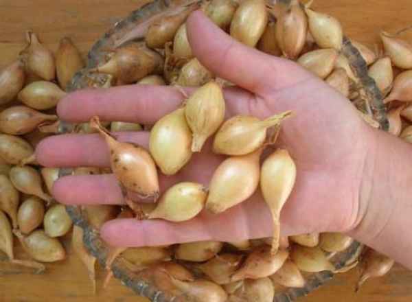 Особенности выращивания и ухода за луком Купидо