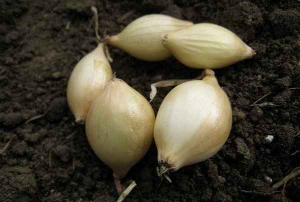 Особенности выращивания и ухода за луком Шетана