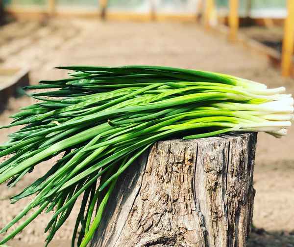 Особенности выращивания и ухода за луком Джусай