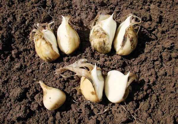 Особенности выращивания и ухода за луком-анзуром