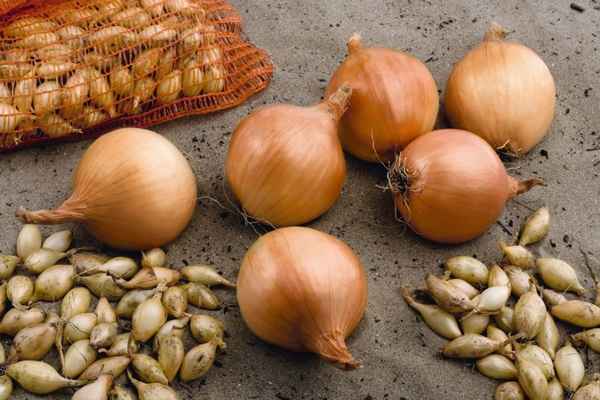 Лук Трой: описание сорта, посадка и уход