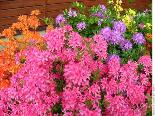 5 красивых рододендронов, которые не боятся морозов