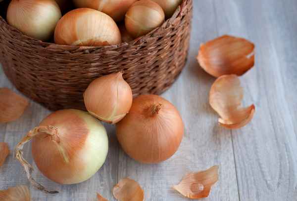 Выращивание и уход за сортом лука Элан