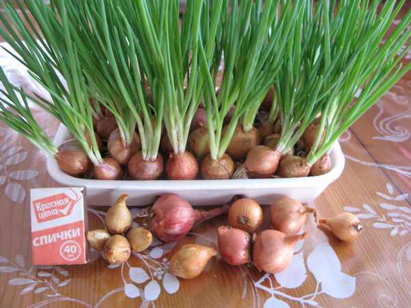 Лук семейный: описание, способы ухода и выращивания