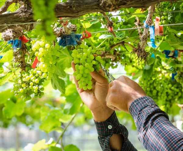 Что сделать с виноградом сейчас, чтобы осенью быть с богатым урожаем