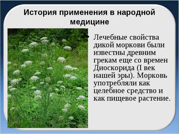 Дикая морковь: описание и способы применения