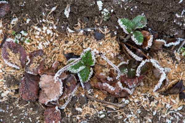 Вымерзает клубника: в чем причина и как этого не допустить
