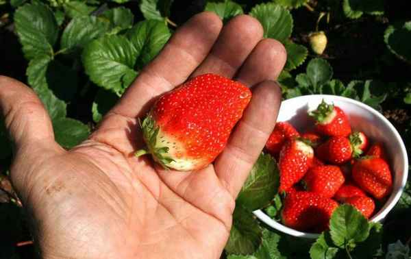 Эти сорта клубники придутся по вкусу даже гурманам