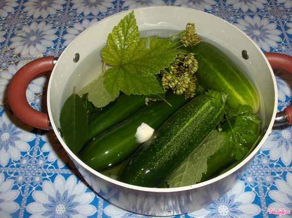 Приготовление малосольных огурцов холодным способом