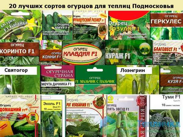 Лучшие сорта огурцов для Подмосковья