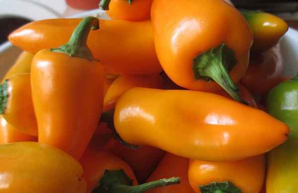 Сладкий перец Лисичка: описание, секреты успешного выращивания