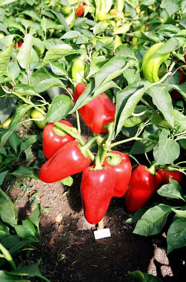 Сладкий перец Полёт: описание, агротехника выращивания