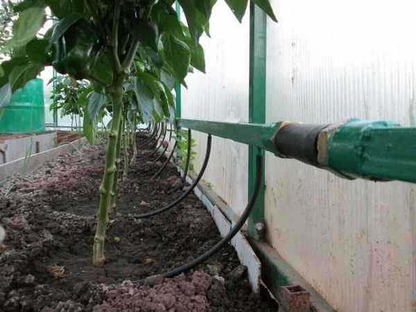 Как сделать автополив в теплице своими руками?