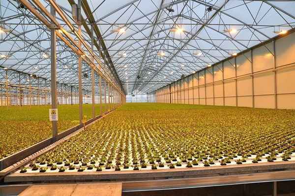 Хаpaктеристика и производство промышленных фермерских теплиц