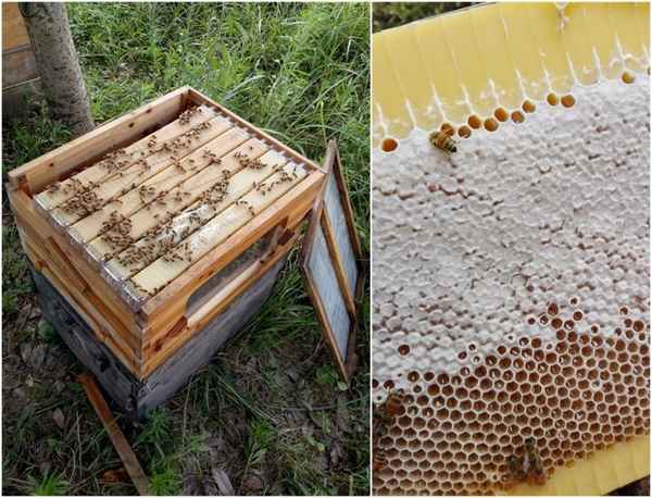 Сколько мёда можно получить с одного улья?