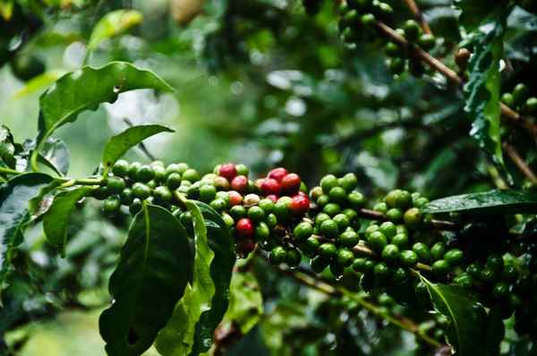 Выращивание экзотических культур в Украине: Кофейное дерево