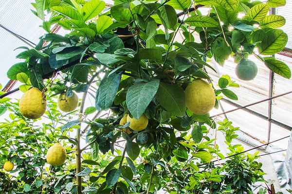 Выращивание экзотических культур в Украине: Лимоны