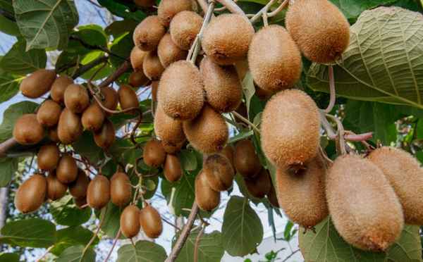 Выращивание экзотических культур в Украине: Киви