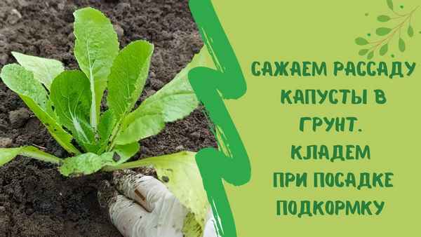 Главное — не пропустить: какую рассаду садим в марте