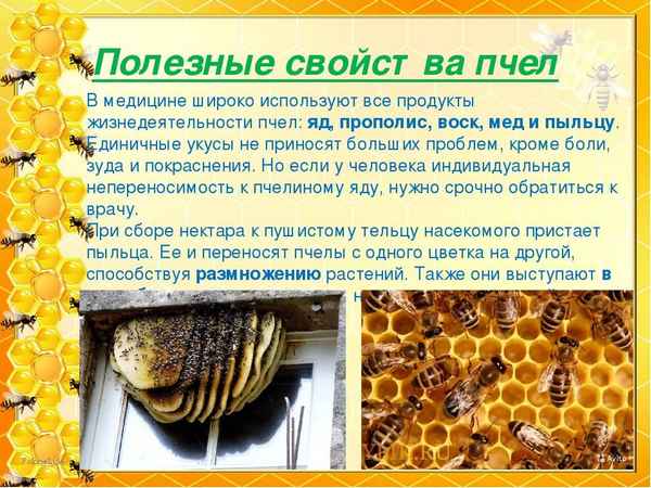 Мёд диких пчёл: хаpaктеристика, польза и вред употрeбления