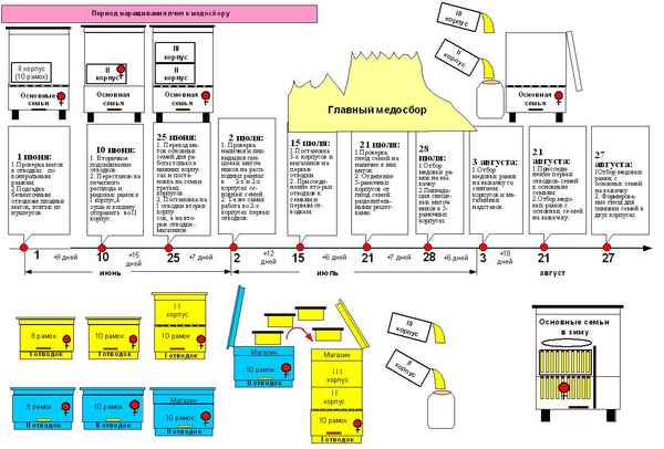 Основные технологии ухода за пчёлами по методу Цебро