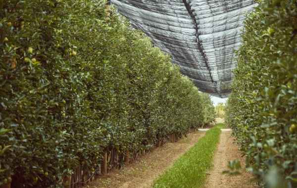 Владимир Гуржий: Современный яблоневый сад способен плодоносить уже в первый год