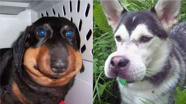 Что делать, если собаку укусила пчела?