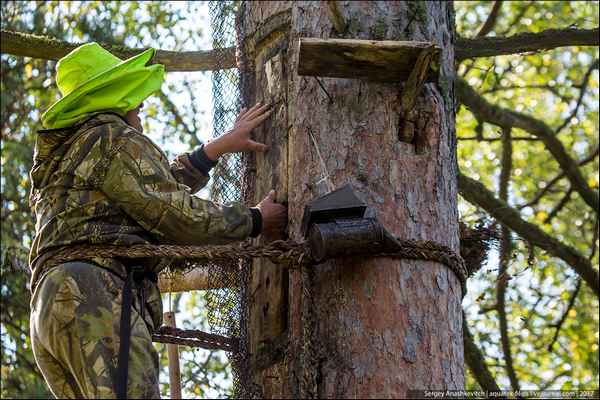 Особенности бортевого пчеловодства