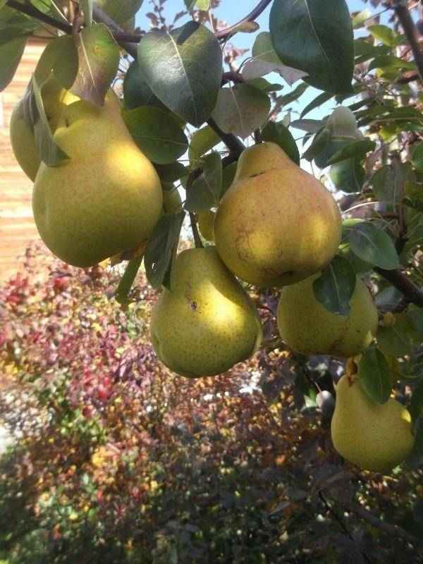 Особенности посадки и ухода за грушей сорта «Свердловчанка»