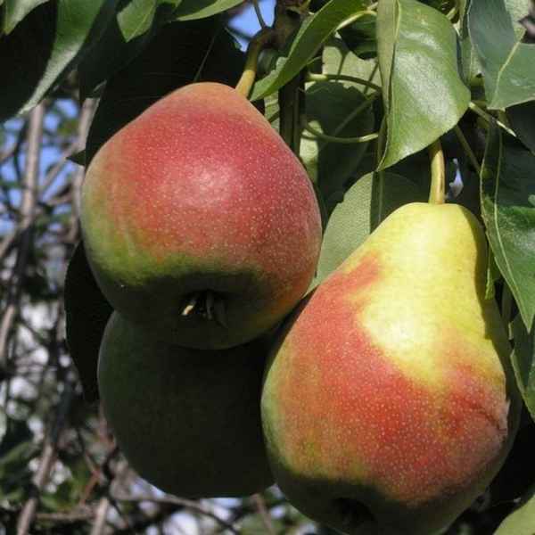 Подробная хаpaктеристика и особенности выращивания груши сорта Самарская красавица