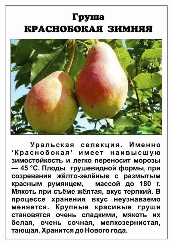 Описание и особенности выращивания груши сорта Первомайская