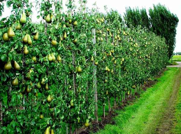 Особенности посадки и ухода за колоновидной грушей сорта Декора