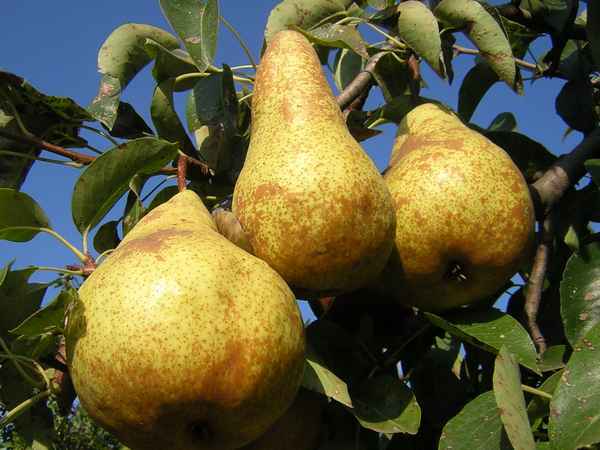 Особенности посадки и ухода за грушей Бере Боск