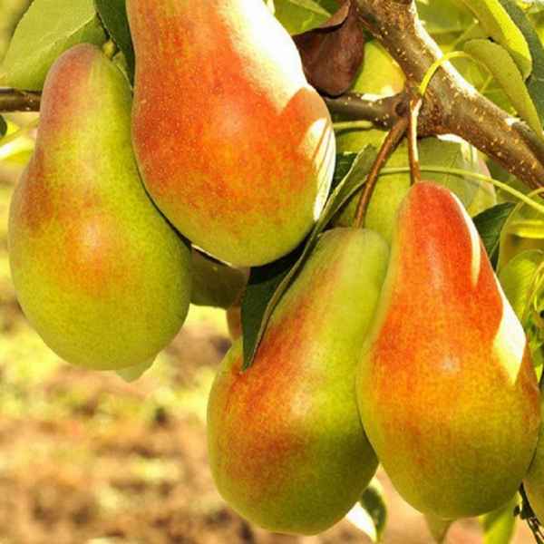 Особенности посадки и ухода за грушей сорта Талгарская красавица