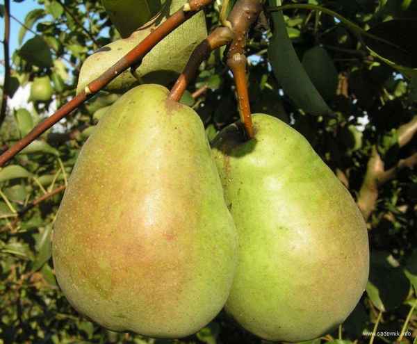 Особенности выращивания груши сорта Лукас
