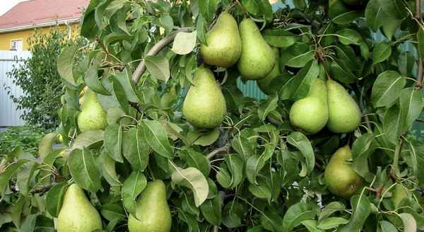 Особенности посадки и ухода за грушей сорта Стрийская