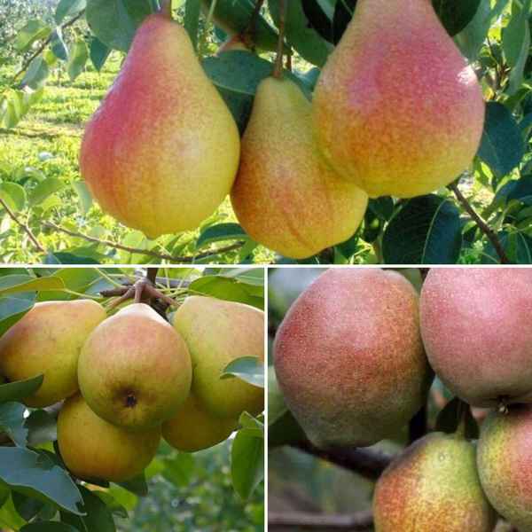 Особенности выращивания и хаpaктеристика груш сорта Фаворитка