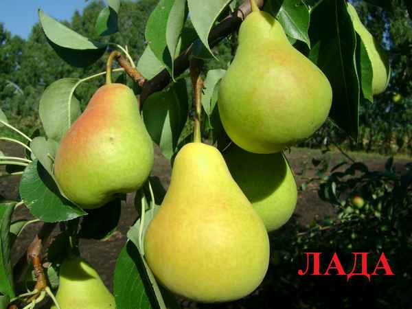 Груша сорта Лада — описание и особенности выращивания