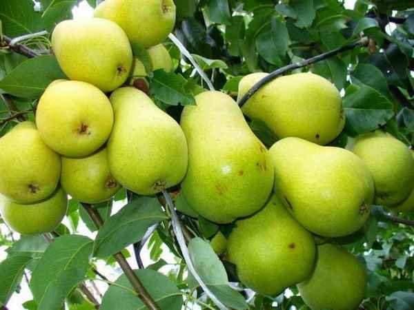 Особенности выращивания и ухода за грушей сорта Уссурийская