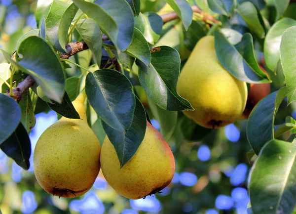 Особенности выращивания и ухода за грушей Осенняя сладкая