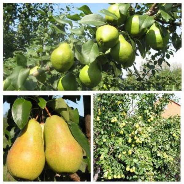 Особенности посадки и выращивания сорта груши Память Жегалова
